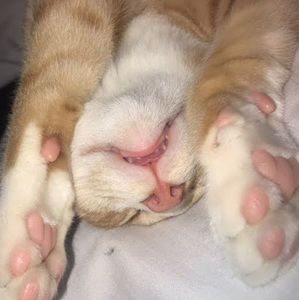 Meet your Posher, Cheyenne